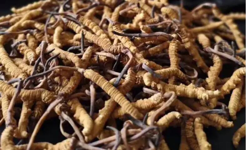 新鮮冬蟲夏草怎么保存，鮮草怎么吃？