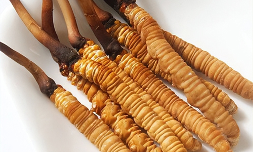 冬蟲夏草的吃法，冬蟲夏草的家常做法