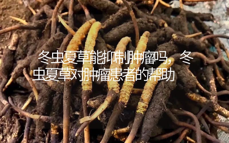 冬蟲夏草能抑制腫瘤嗎?冬蟲夏草對腫瘤患者的幫助