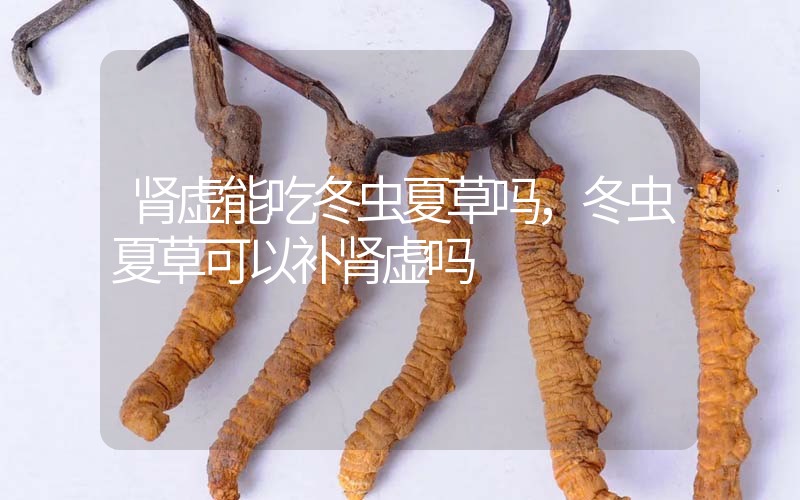 腎虛能吃冬蟲夏草嗎,冬蟲夏草可以補(bǔ)腎虛嗎?