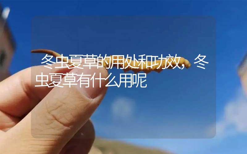 冬蟲夏草的用處和用法,冬蟲夏草有什么用呢