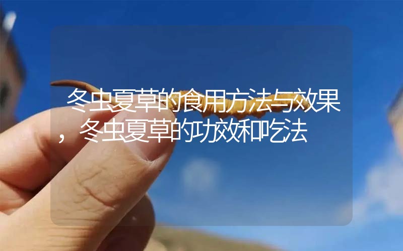 冬蟲夏草的食用方法與效果,冬蟲夏草的食用方法!