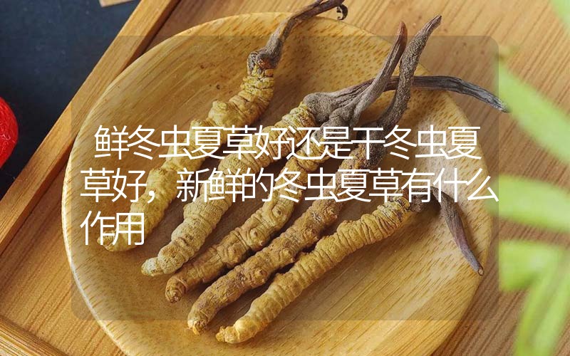 鮮冬蟲(chóng)夏草好還是干冬蟲(chóng)夏草好,新鮮的冬蟲(chóng)夏草有什么作用
