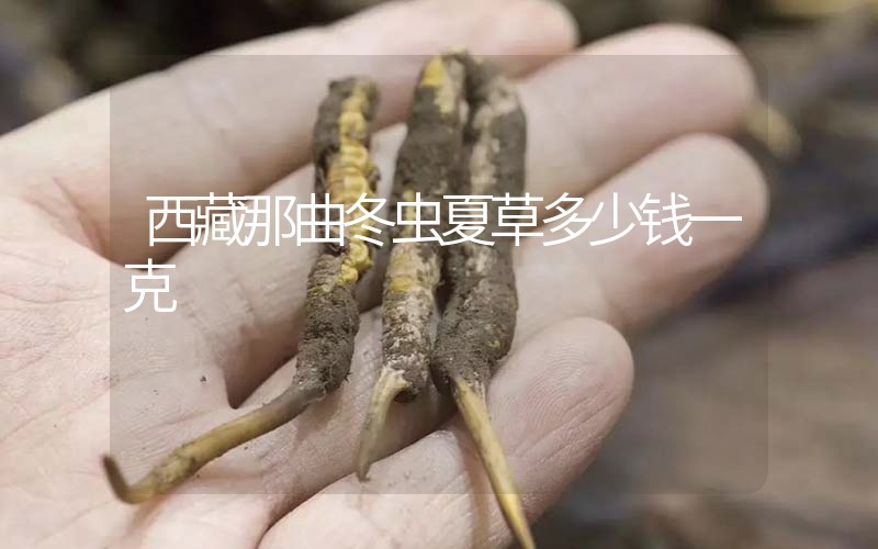 西藏那曲冬蟲(chóng)夏草多少錢(qián)一克?