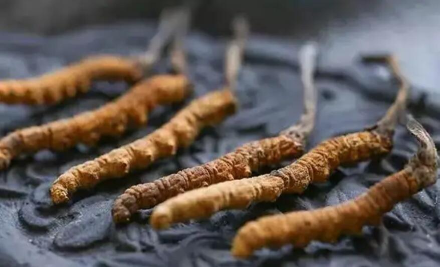 冬蟲夏草價格貴嗎?冬蟲夏草一般多少錢?