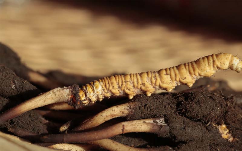 冬蟲夏草食用方法有哪些推薦？蟲草怎么吃？