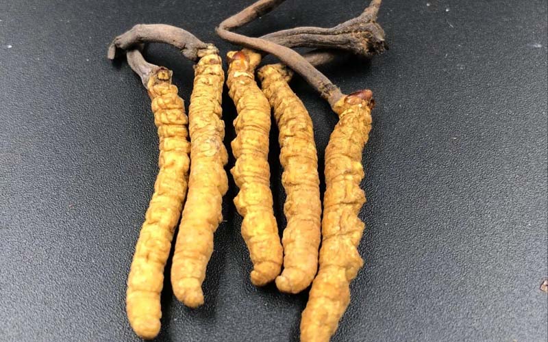 女人服用冬蟲(chóng)夏草有什么作用?冬蟲(chóng)夏草對(duì)女性的作用  ? ?