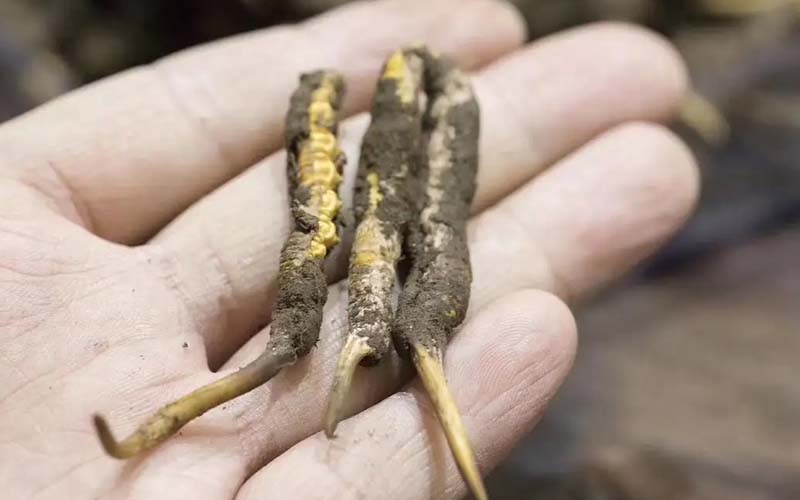 冬蟲(chóng)夏草藥用價(jià)值和禁忌介紹(冬蟲(chóng)夏草有什么作用)