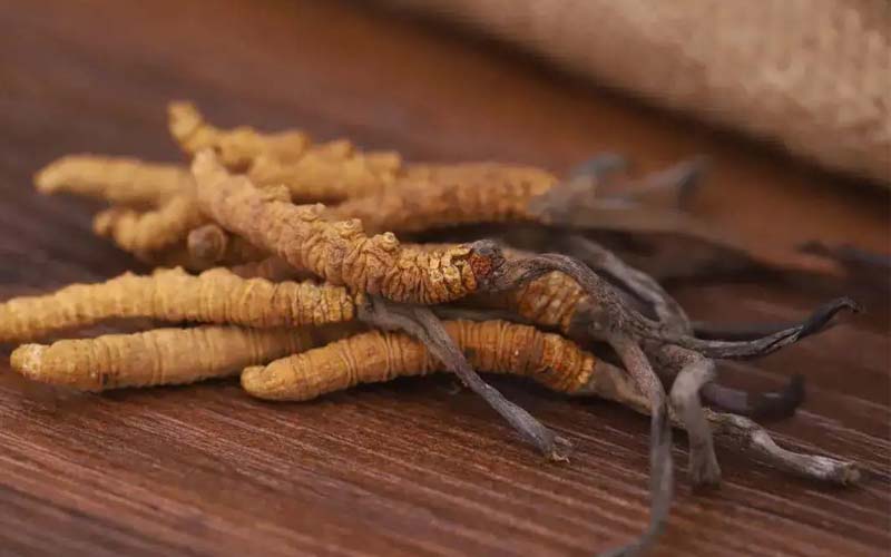 西藏的冬蟲夏草作用如何?