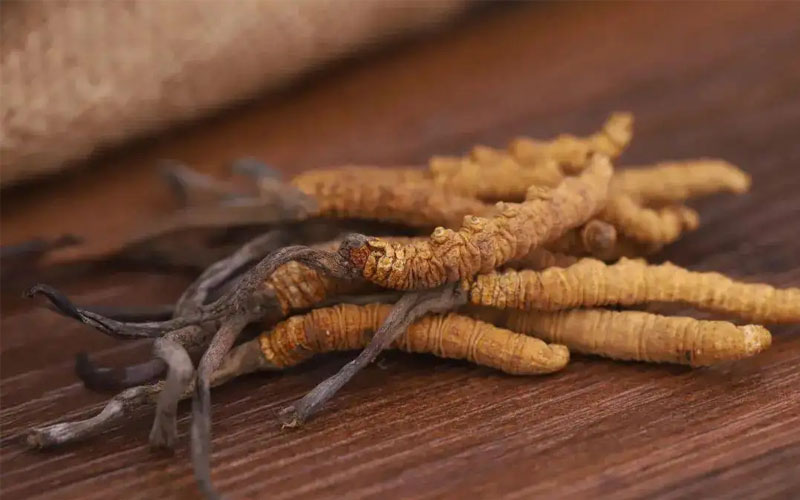 斷的冬蟲夏草有什么營養