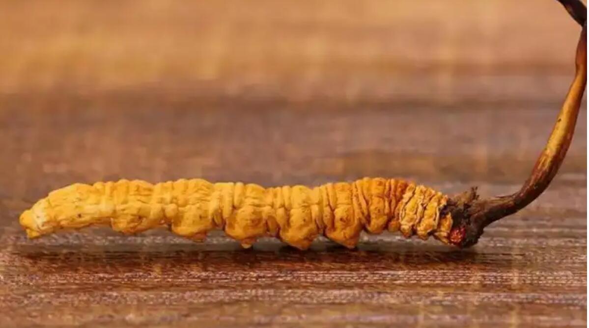 冬蟲夏草普洱茶效果好嗎?