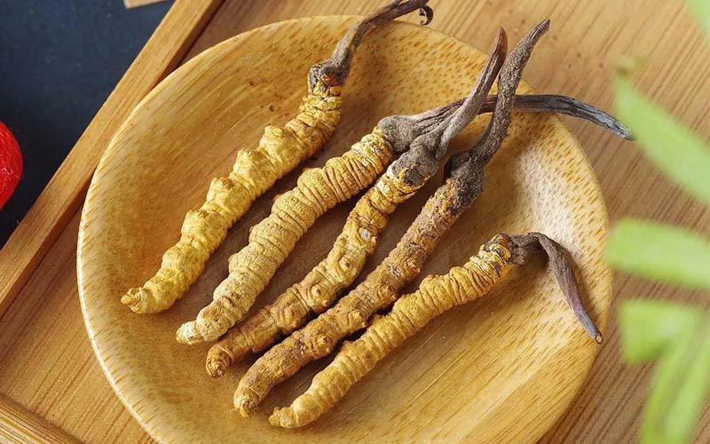 冬蟲夏草作用可以調節身體肝臟功能嗎?