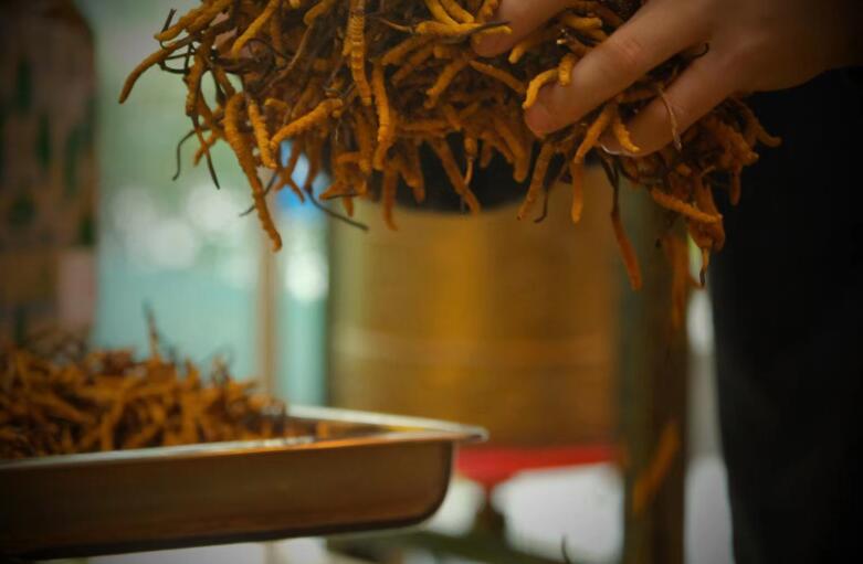 冬蟲(chóng)夏草有什么作用?和大小、斷草有關(guān)系嗎?