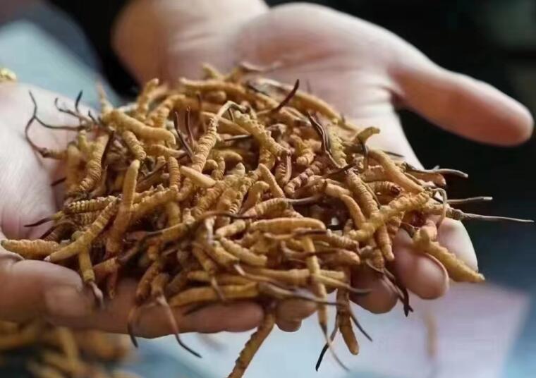 冬蟲夏草成分有哪些?新鮮冬蟲夏草哪里好?
