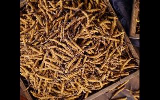 西藏那曲冬蟲(chóng)夏草多少錢(qián)一克?