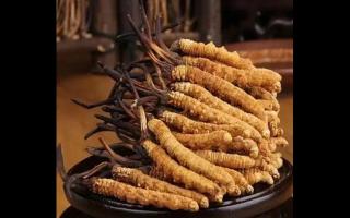 冬蟲夏草吃的越多越好嗎？
