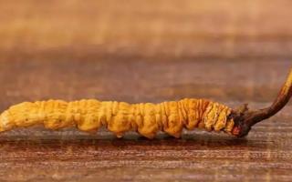 冬蟲夏草數(shù)量下降的原因分類?