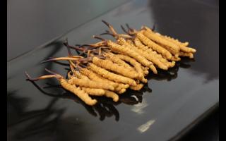 不合格的冬蟲夏草有哪些?