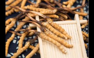 新鮮冬蟲夏草一根抵三根?