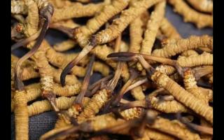 選購(gòu)冬蟲夏草“十六字訣”