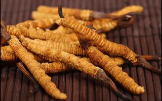 新鮮的冬蟲夏草為何要冷凍保存？