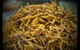 新鮮冬蟲夏草怎么處理,可以自己曬干嗎?