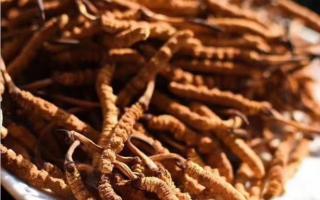 了解冬蟲夏草：起源、生長環(huán)境與特點(diǎn)！