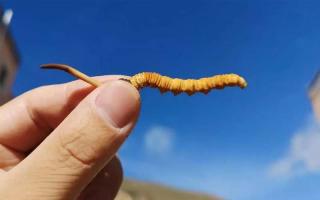 冬蟲(chóng)夏草是如何去分辨等級(jí)的?