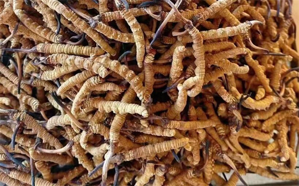 冬蟲夏草可以和番石榴一起吃嗎?