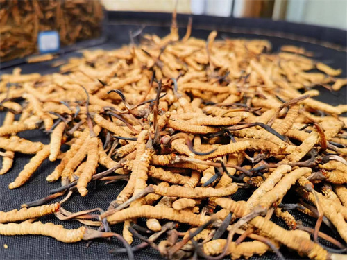 哪些人不能吃冬蟲夏草?這5類人慎食冬蟲夏草