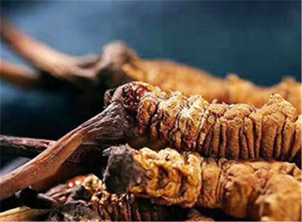 真的冬蟲夏草多少錢一斤?冬蟲夏草2023價目表