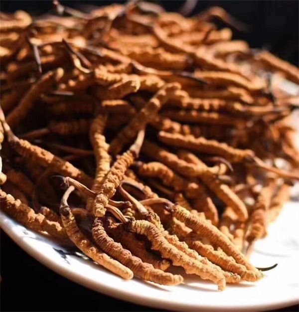 冬蟲夏草能存放多久?真空冷藏可以保存5年