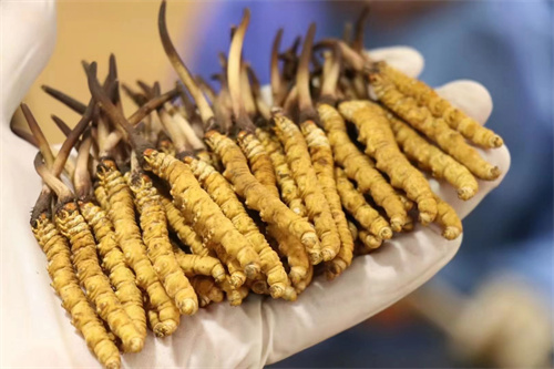 冬蟲(chóng)夏草可調(diào)節(jié)神經(jīng) 冬蟲(chóng)夏草對(duì)神經(jīng)有什么作用?