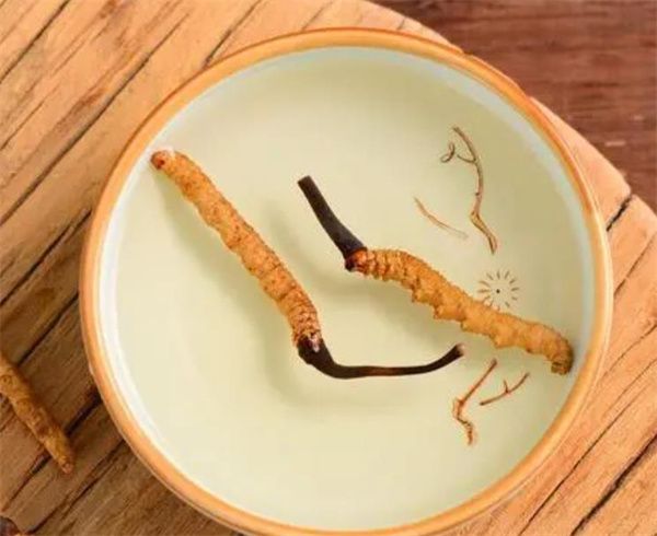 老人怎樣服用冬蟲夏草?