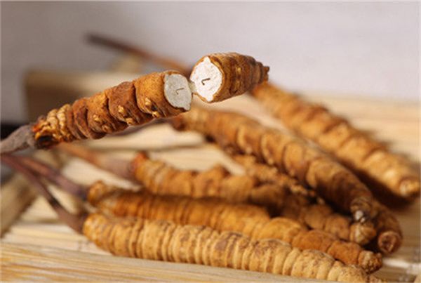 冬蟲夏草怎么食用?冬蟲夏草的食用指南