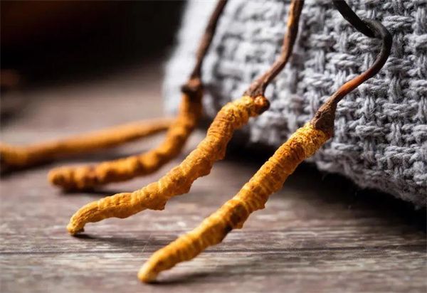 冬蟲夏草什么價格?冬蟲夏草2024價格表