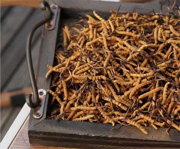 冬蟲夏草保存指南:如何科學儲存保持其藥用價值