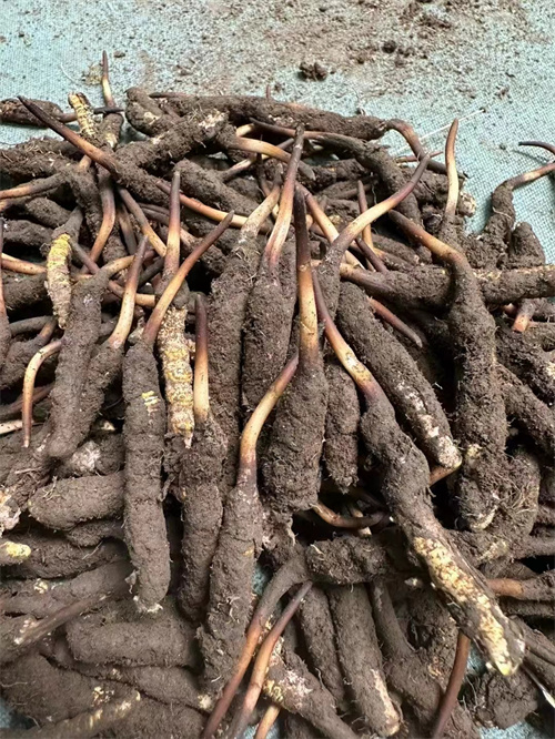 手術(shù)后能否食用冬蟲(chóng)夏草？專(zhuān)家解答與術(shù)后康復(fù)建議