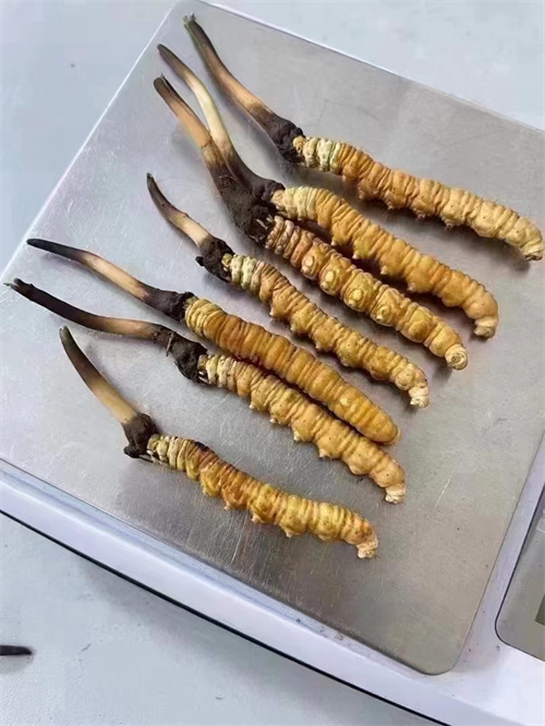 冬蟲(chóng)夏草煮還是泡好??jī)煞N食用方法的對(duì)比分析