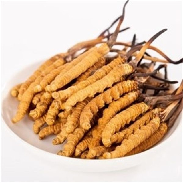 真的冬蟲夏草什么價格?冬蟲夏草價格的波動與市場影響因素