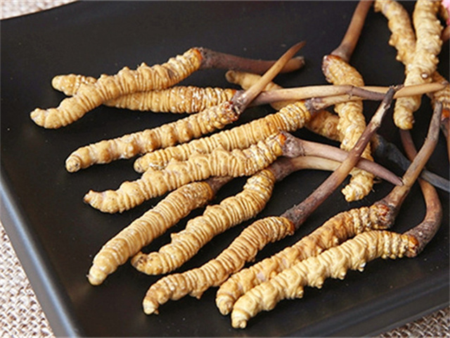 真的冬蟲夏草什么價格?影響冬蟲夏草價格波動的3個關鍵因素