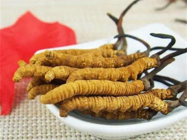 冬蟲夏草怎么食用?冬蟲夏草的4種食用方法