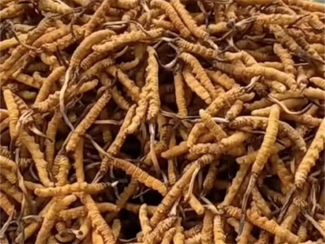 冬蟲夏草的生長環境與生長周期