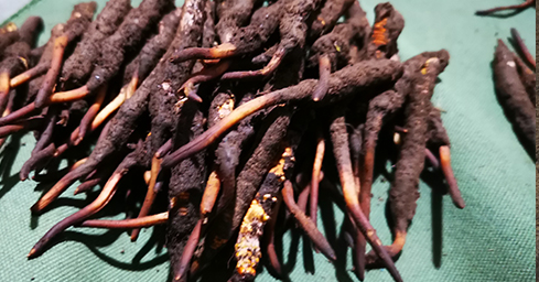 冬蟲夏草2024年價格概覽與市場動態