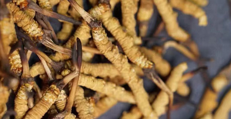 如何辨別那曲冬蟲(chóng)夏草的真?zhèn)?> </div>
            <div   id=