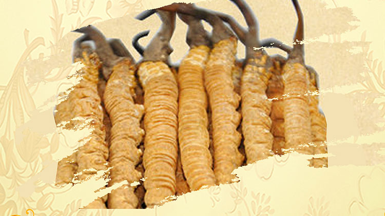 那曲蟲草買回家如何保存?這些小技巧要知道!