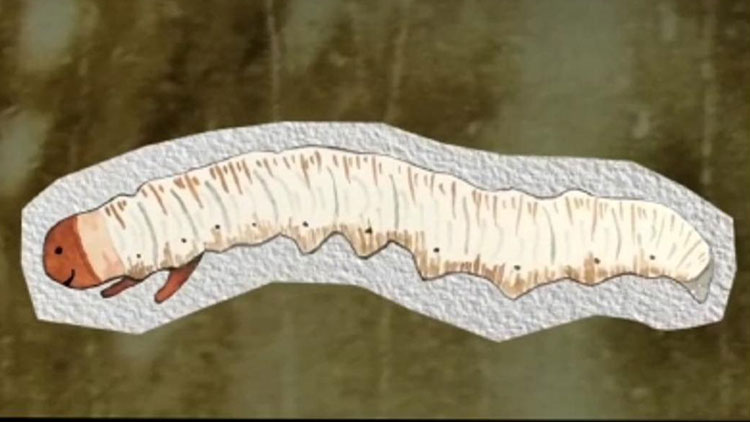 那曲蟲草哪些人最適合吃?