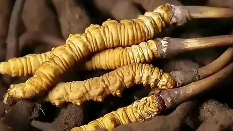  那曲蟲草市場亂象揭秘：如何避免買到假貨？