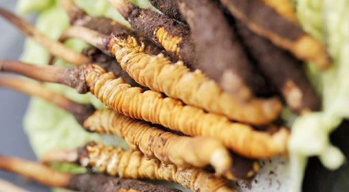 <a href=http://m.hazone.cn/xinxian/ target=_blank class=infotextkey>鮮冬蟲(chóng)夏草</a>功效與食用方法詳解