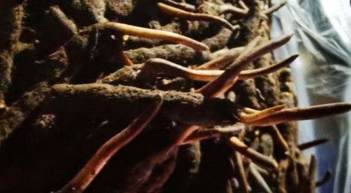 <a href=http://m.hazone.cn/xinxian/ target=_blank class=infotextkey>新<a href=http://m.hazone.cn/xinxian/ target=_blank class=infotextkey>鮮冬蟲夏草</a></a>的多種食用方法